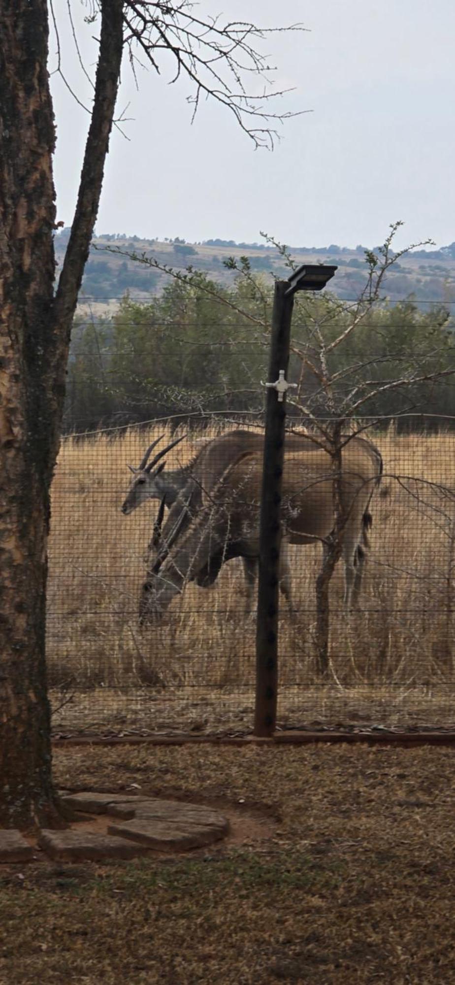 Rocky Aloe Escape Villa Krugersdorp Eksteriør billede